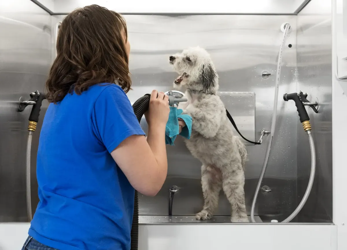 Pet - Grooming / Salon - The puppy Empire