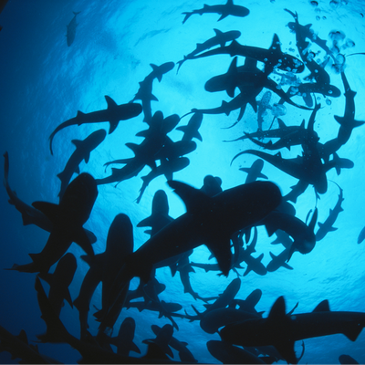 10 Pop Culture Sharks for Shark Week