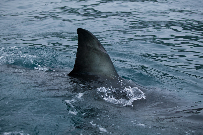 We Won’t Insult You by Calling These Shark Fun Facts ‘Fin Facts’