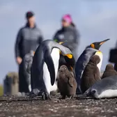 Bluff Cove, Falkland Islands