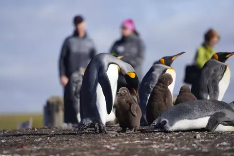 Bluff Cove, Falkland Islands