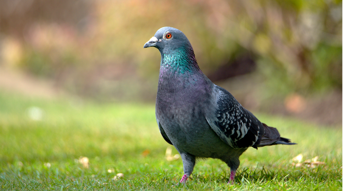 Pigeons Everything You Want to Know DIRECTV Insider