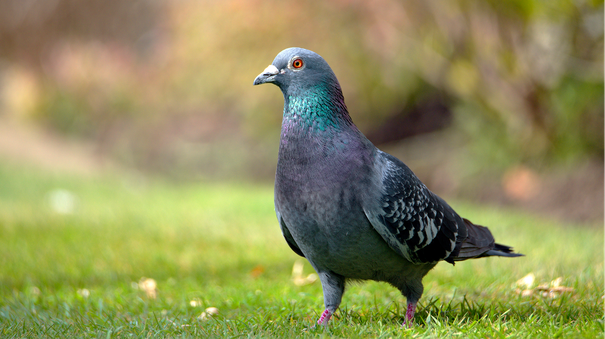 Pigeons: Everything You Want to Know About Our Feathered Neighbors
